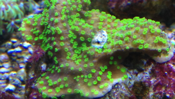 Rückblick  "Tag der Aquarianer" am 09.06.2024